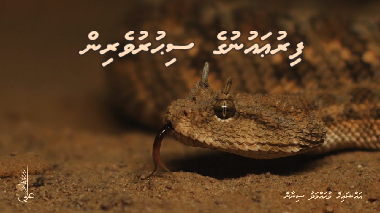 Firaun ge sihuruverin - Ali Rameez