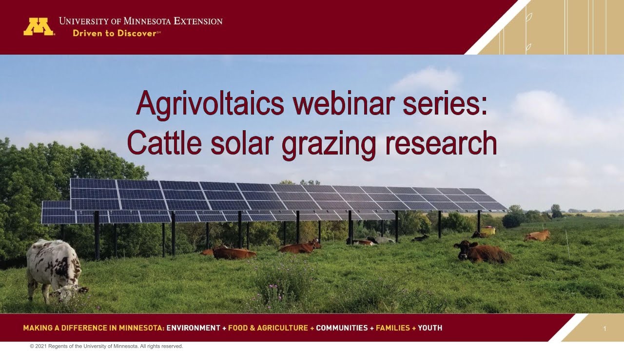 Cattle solar grazing research