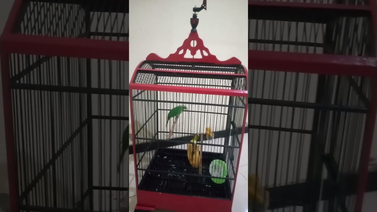Cara jitu melatih burung c ijo giras tp gacor.tonton aja sampai selesai.gratis bolo