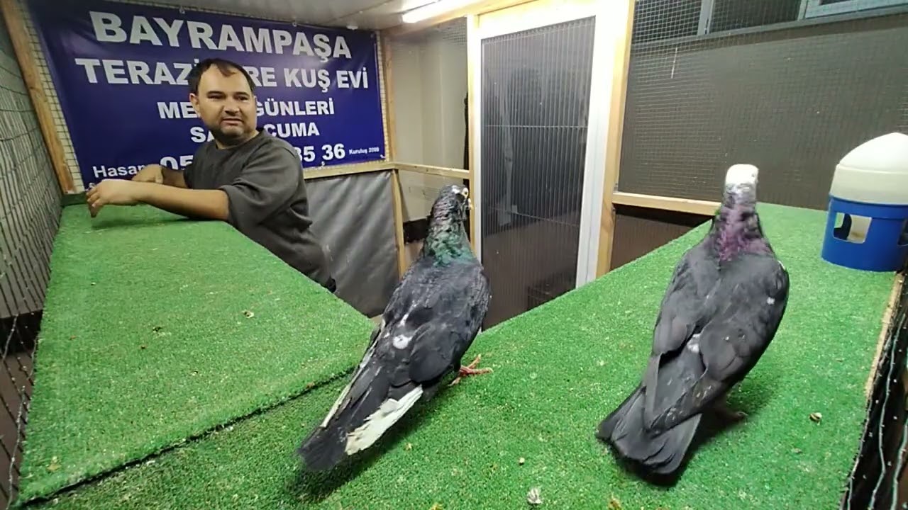 TERAZİDERE KUŞ EVİ CUMA AKŞAMI MEZATIMIZ 