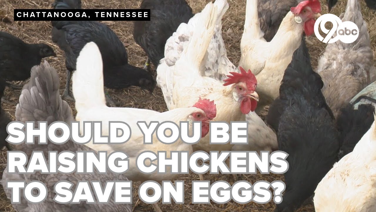 Egg price hike leads to more chicken raising, but costs and care may outweigh benefits