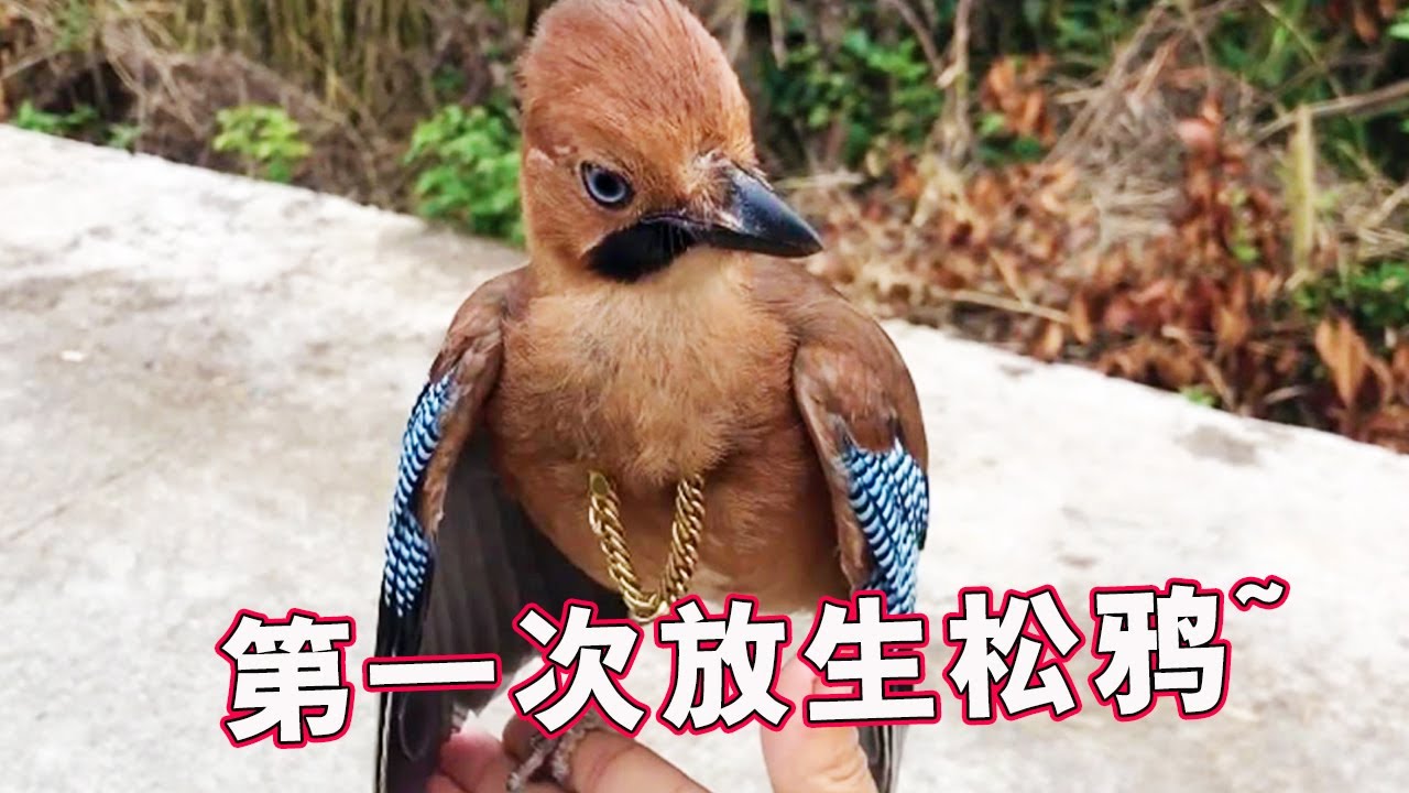 Дневник выпуска сойки-постепенно восстанавливает дикость, безудержный