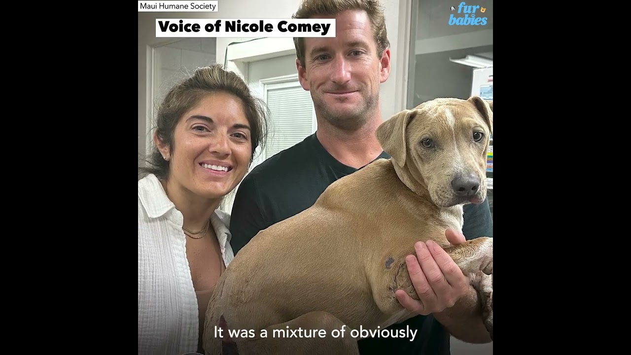 Puppy reunited with family after being lost in Maui fires | GMA