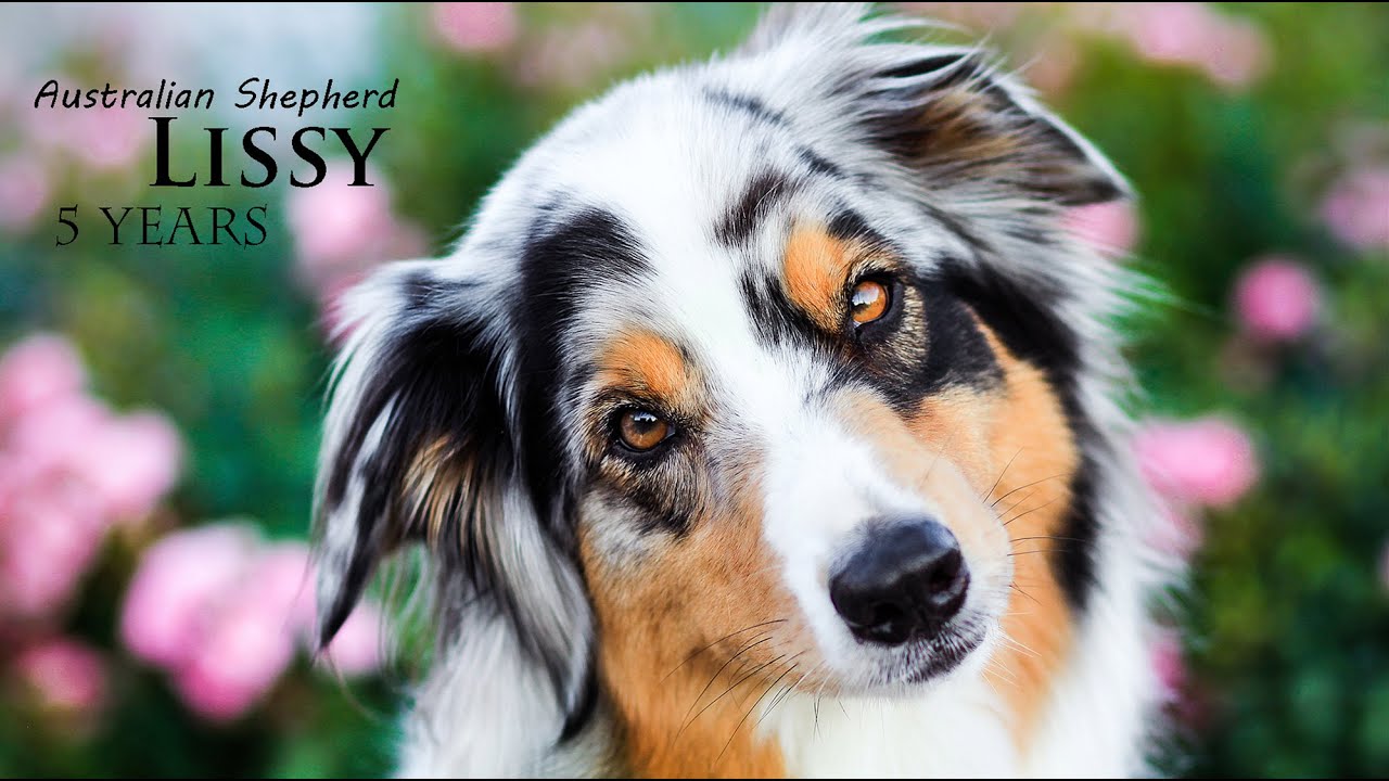 Australian Shepherd Lissy | 5 Years ♡