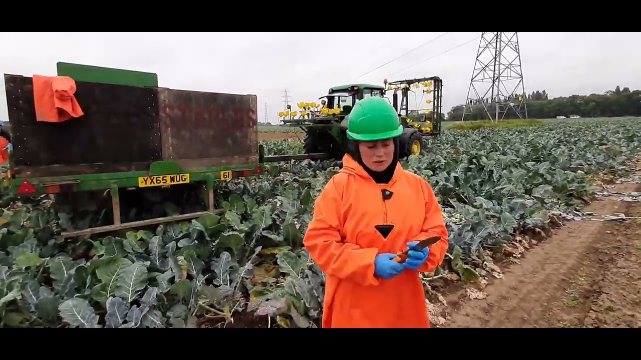 КОР ДАР АНГЛИЯ РАБОТА В АНГЛИИ 🏴󠁧󠁢󠁥󠁮󠁧󠁿🇹🇯🇺🇿🇰🇿🇰🇬