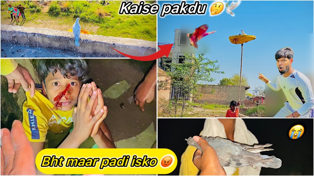Kabutar Chor Pakda Gaya 😤 ( Tounament wala kabutar pakdne gye 😭