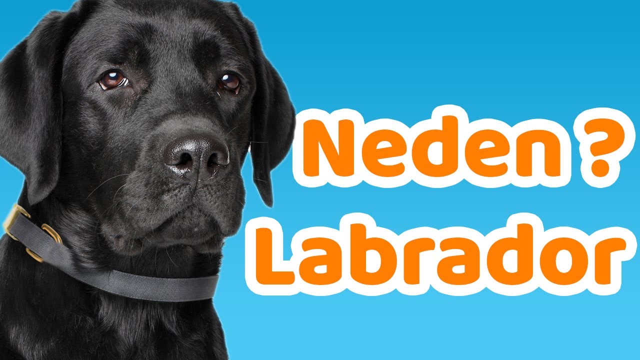 Labrador Retriever Karakteri, Eğitilebilirlik Durumu, Yaşam Koşulları, Çocuklarla İletişimi