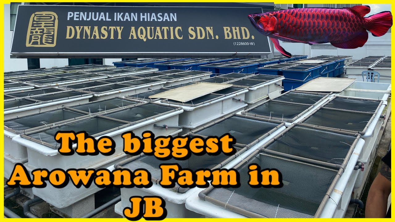 THE BIGGEST AROWANA FARM: Dynasty Aquatic Sdn Bhd