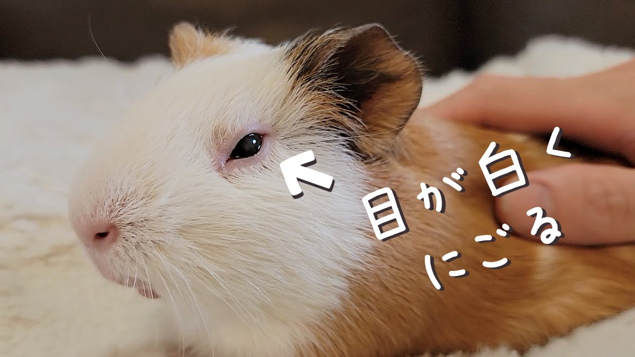 みたらしの目に異変が・・・・【日常31】【モルモット】