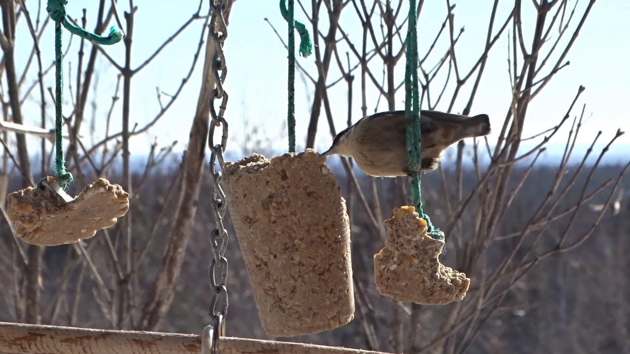 Installation pour mangeoires d'oiseaux