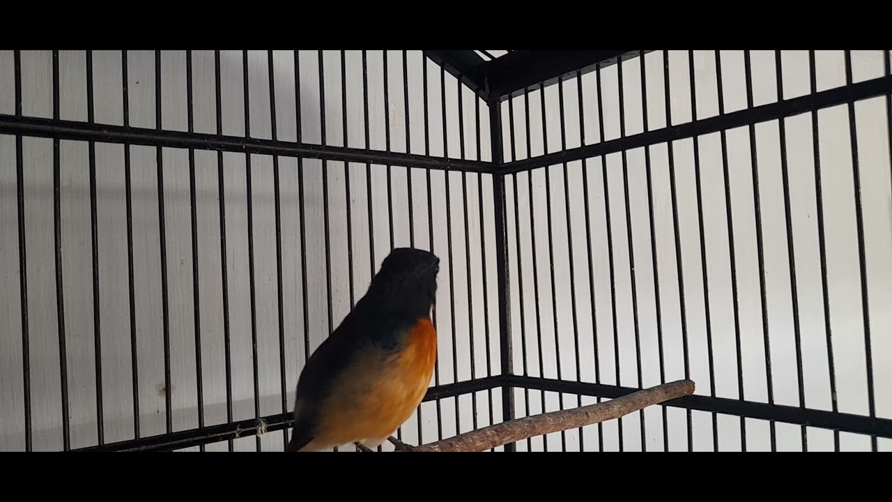 Tledekan gunung nyuling santai rangsangan burung anda biar buka paruh & gacor