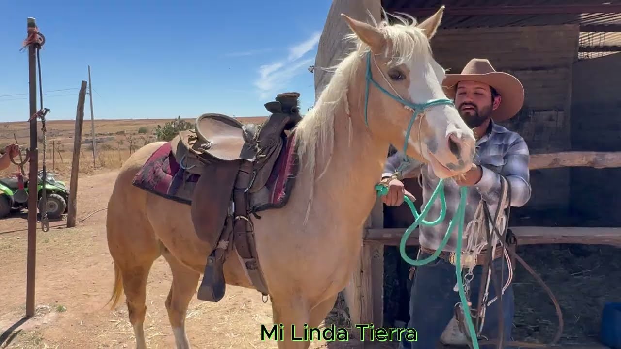 ME DEDICO A RENDAR CABALLOS Y PONERLOS LISTOS PARA QUE TRABAJEN EN LOS COLEADEROS