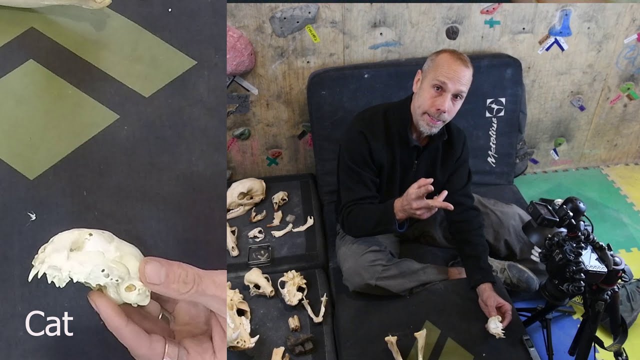 Mammal Skulls and Teeth (GARAGE LECTURE)