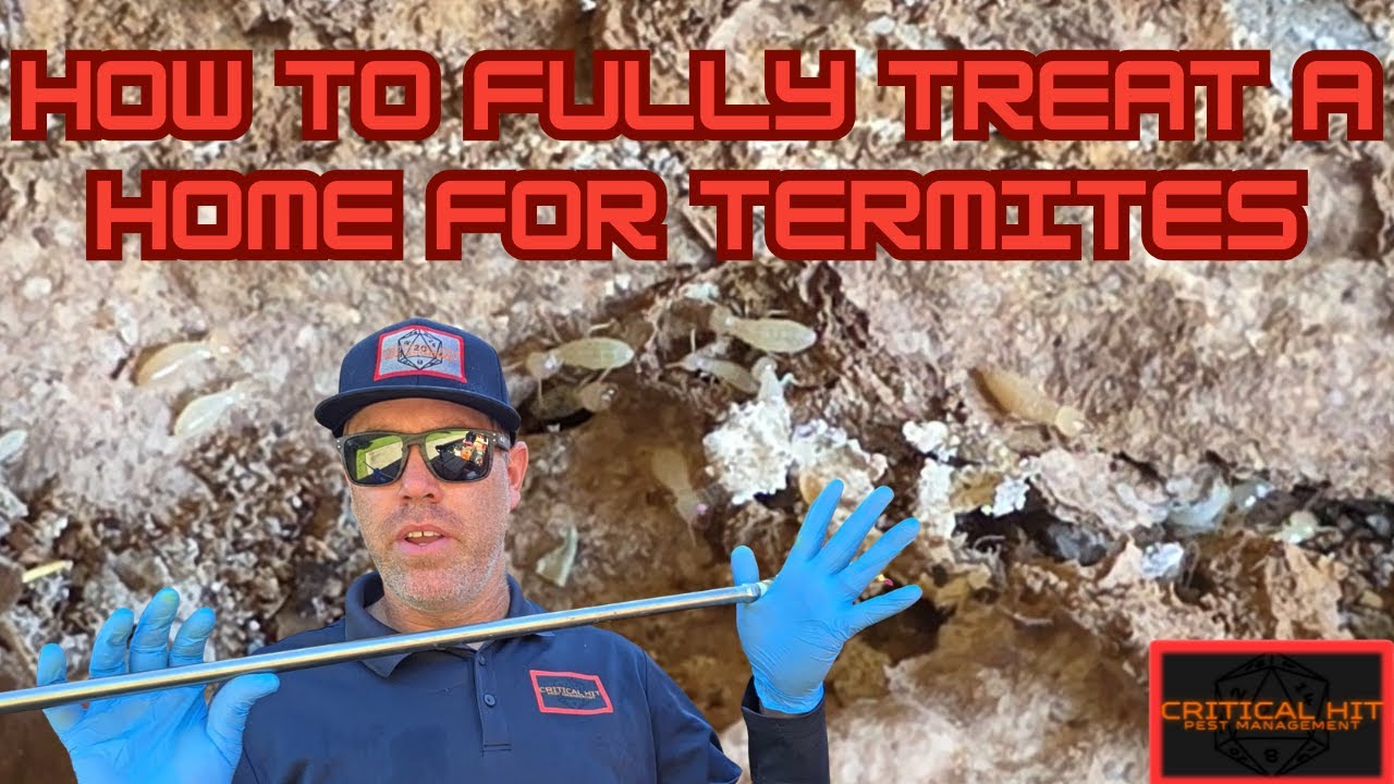 Treating Termites On A Home: Complete Guide and Breakdown
