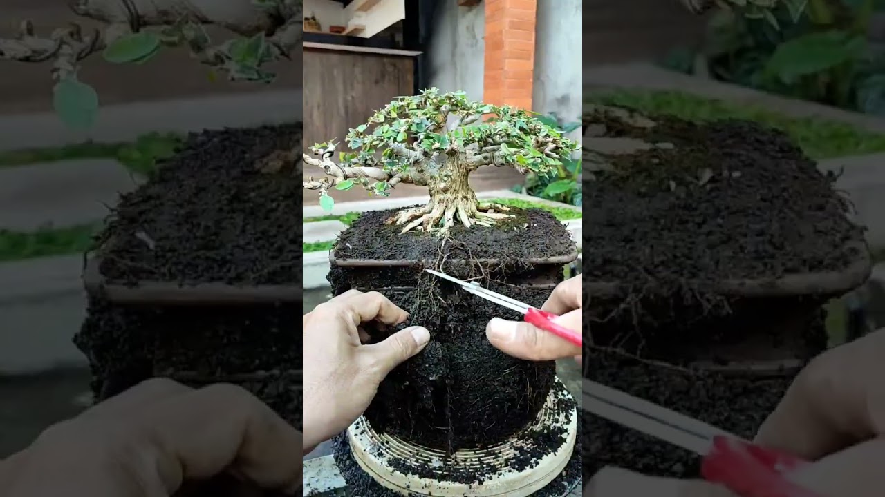 Beautiful bonsai plant grafting #bonsai #indoorplants #art #craft #satisfying #bonsaitree #garden