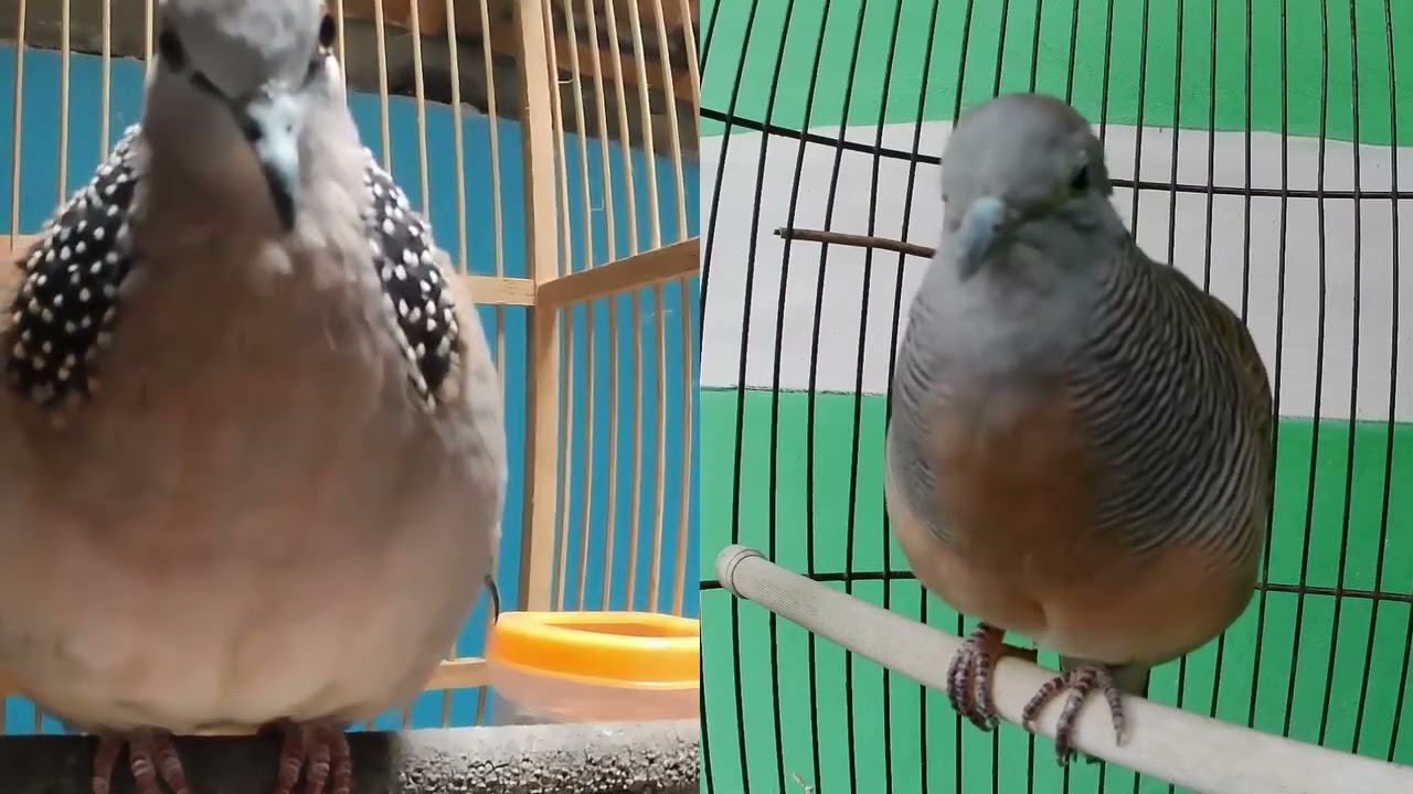 Suara tekukur vs perkutut