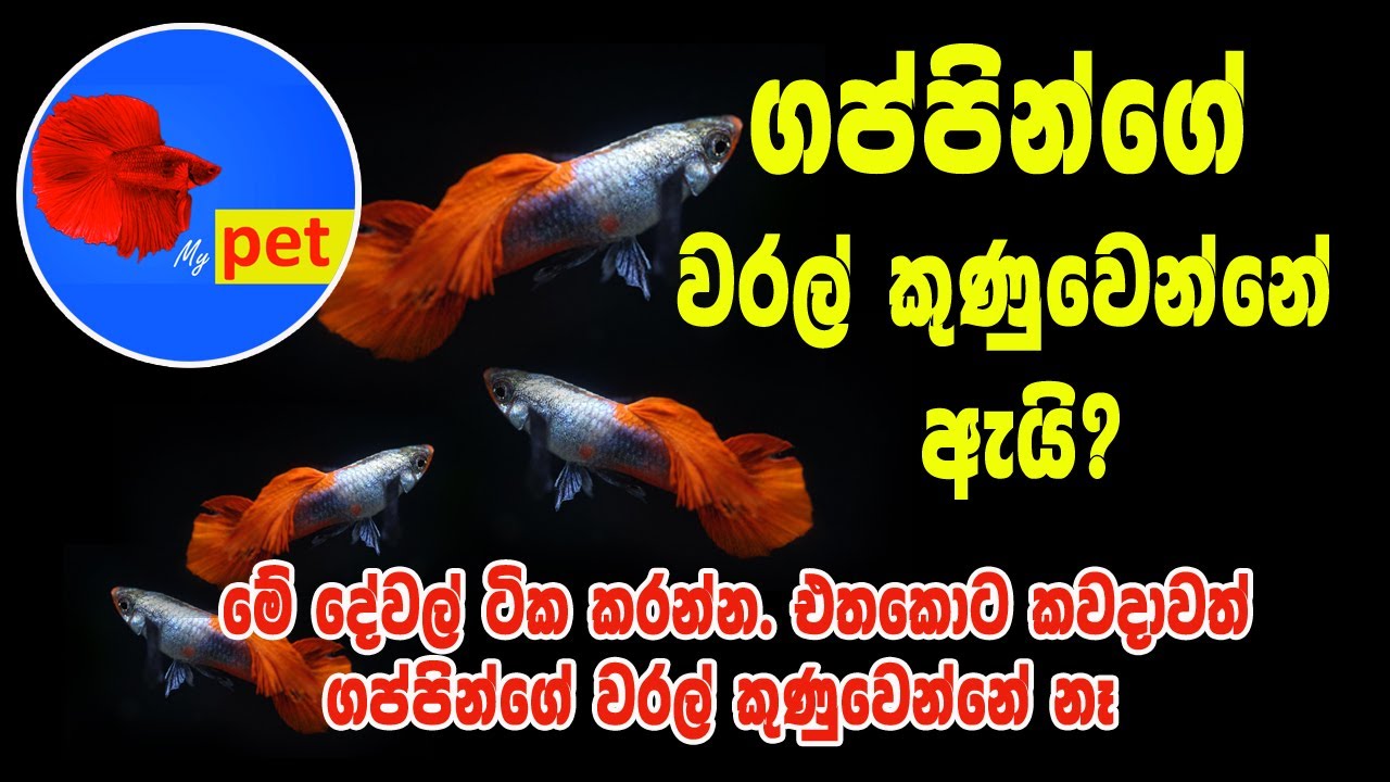 Guppy Sinhala | Guppy fish care sinhala | gappy