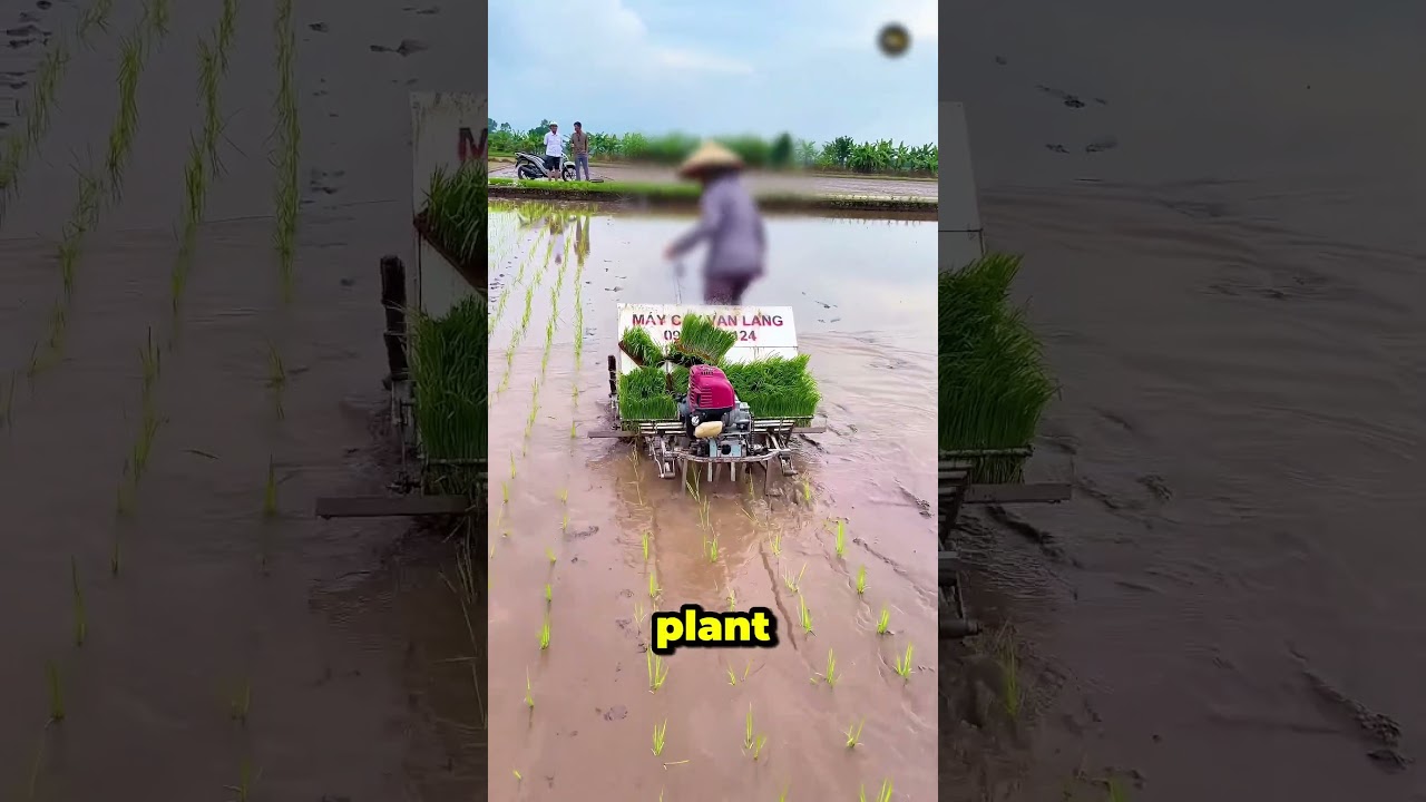 China's Farming Revolution: Machines That Replace 100 Workers!
