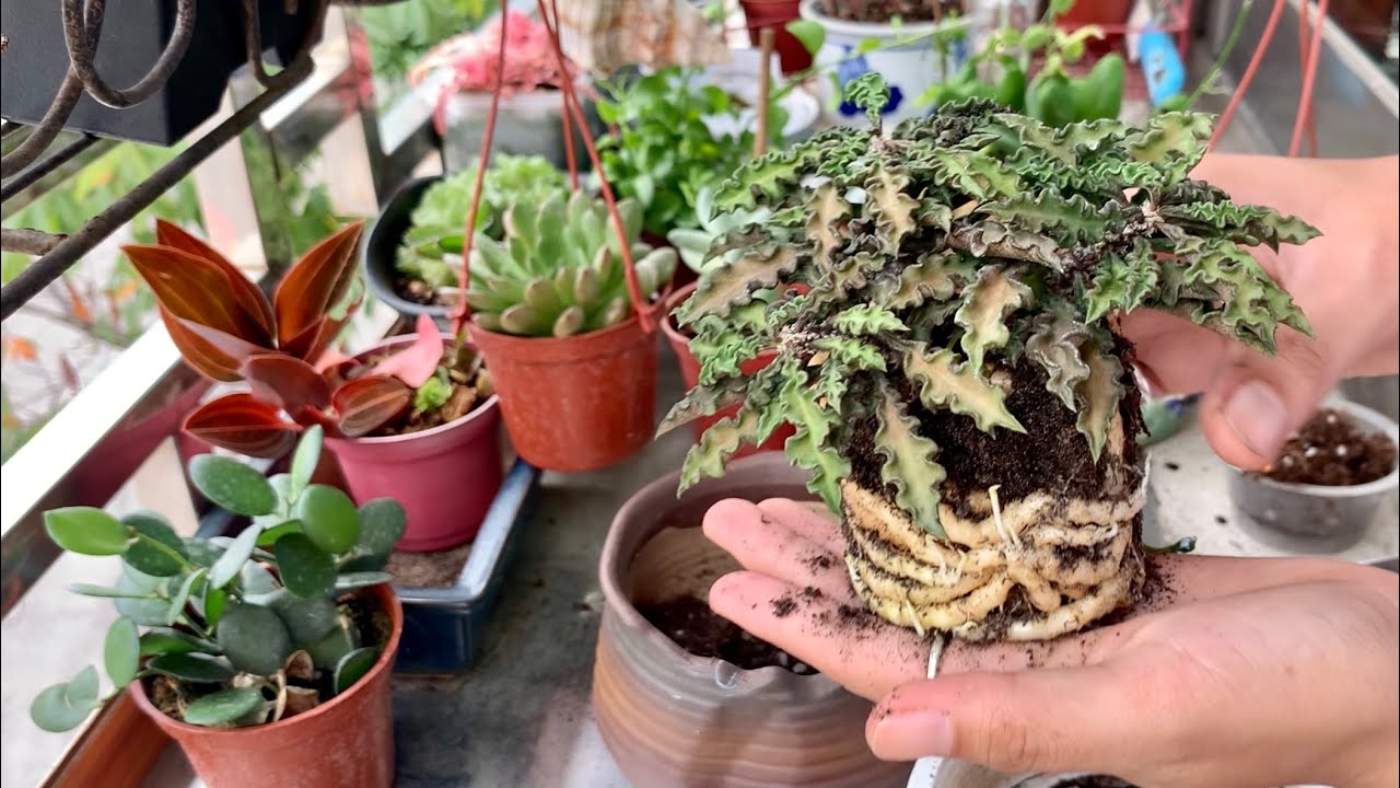 CARA GANTI POT SUKULEN EUPHORBIA DECARYI 多肉植物 || 다육이들