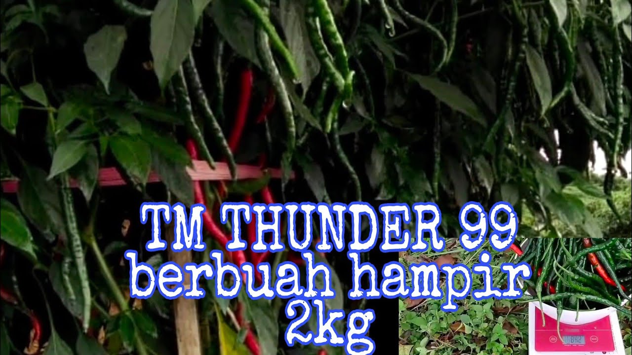 Benih cabe tahan layu dan berbuah lebat