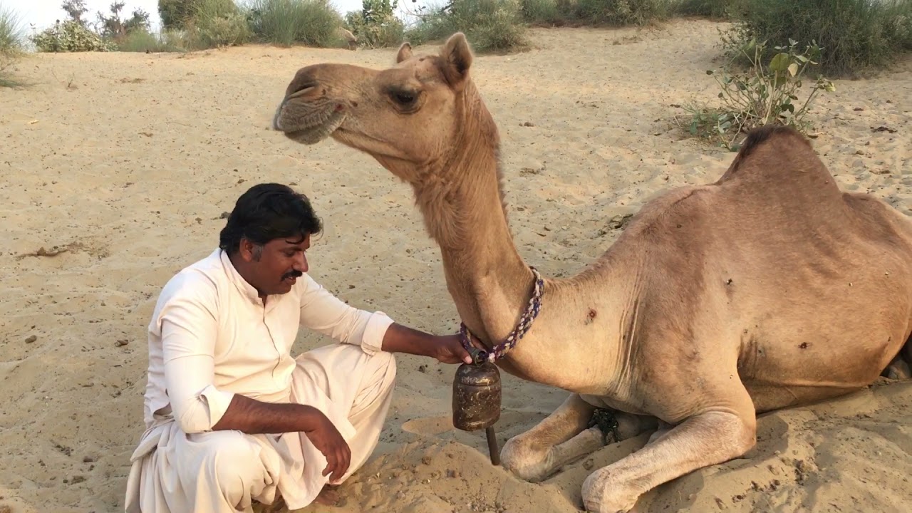 Camel bell sound | desert camel