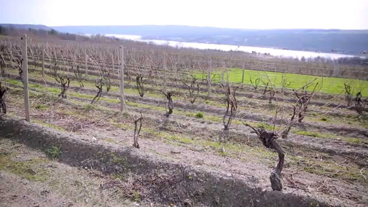 Finger Lakes Fun Facts: How well do you know the Finger Lakes?