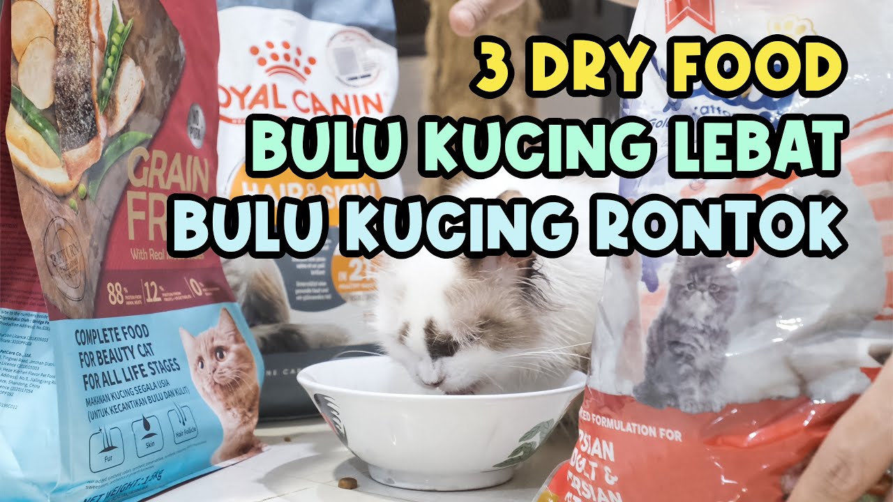 3 Makanan Kucing (Dry Food) Untuk Melebatkan Bulu & Mengurangi Bulu Kucing Rontok
