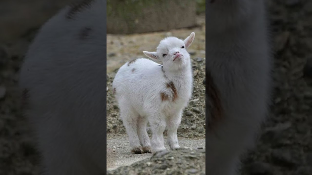 Awww meme!🐐🥺