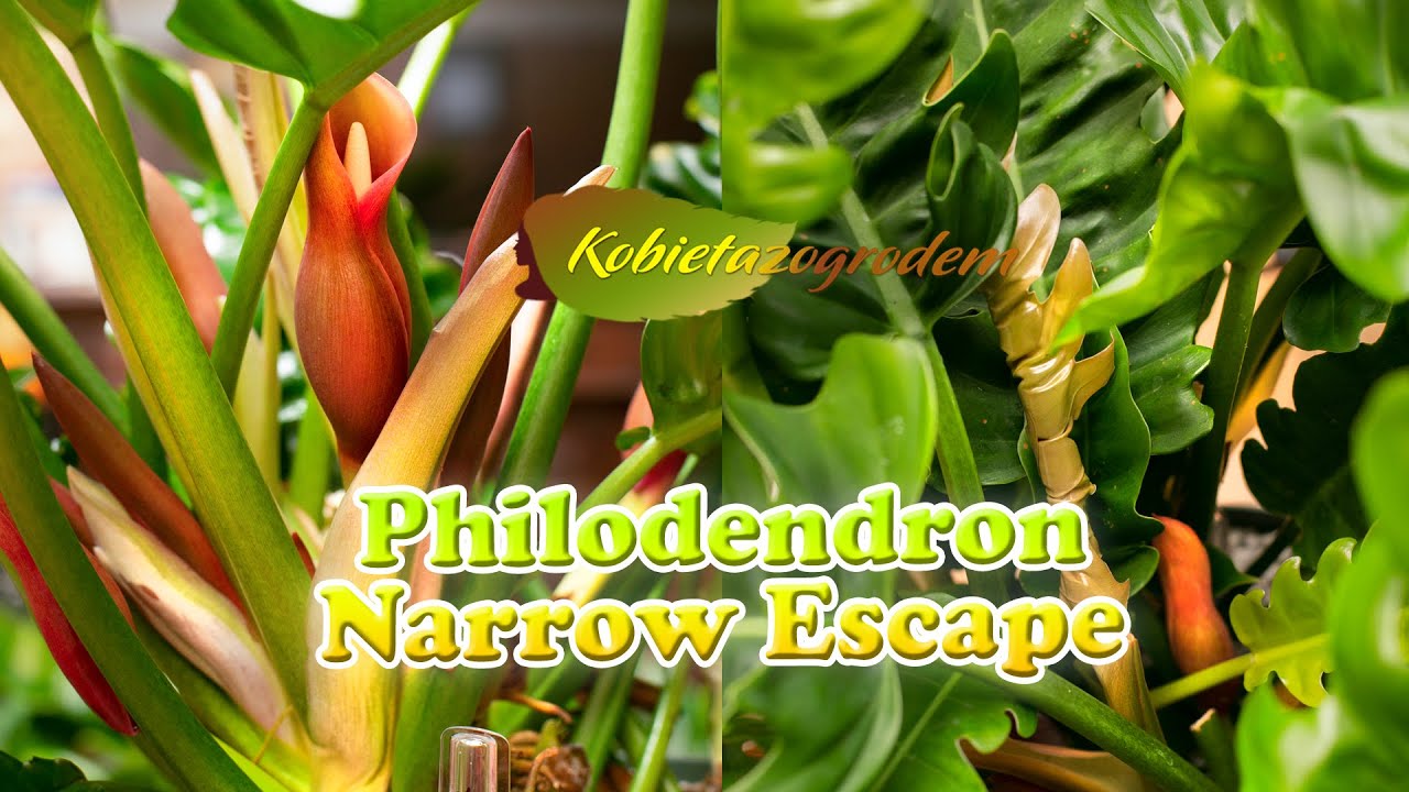 Philodendron Narrow Escape