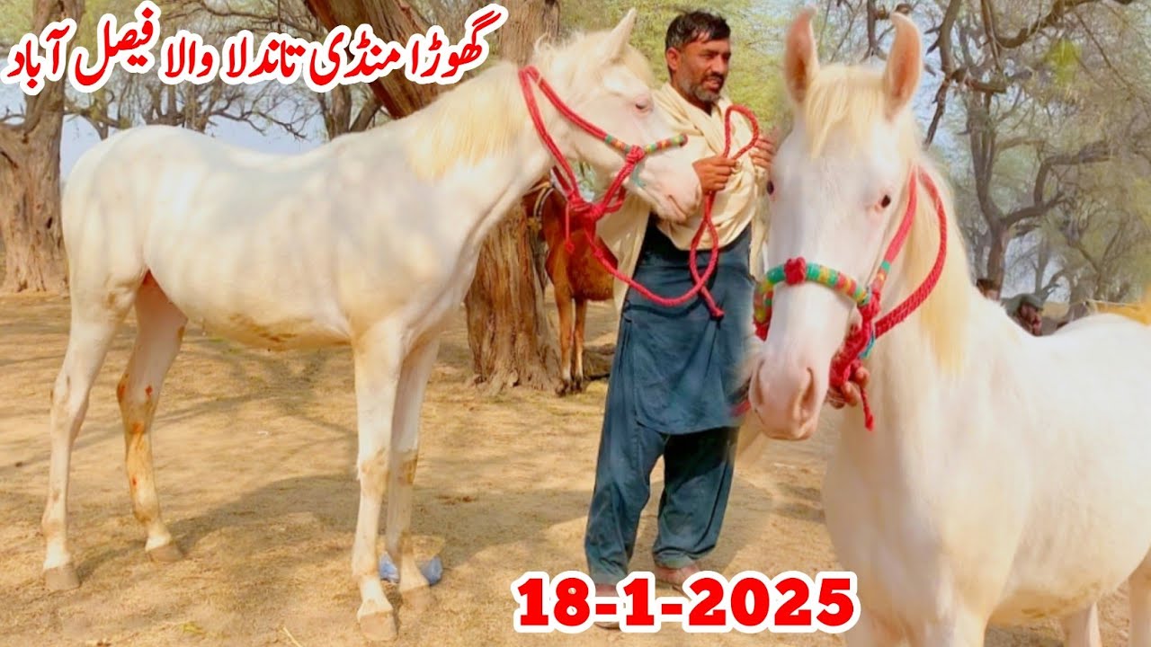 Horse Mandi Tandlianwala Faisalabad | Horse For Sale In Pakistan 2025