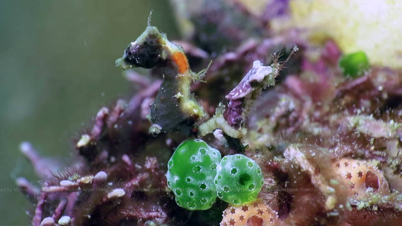 Hippocampus severnsi