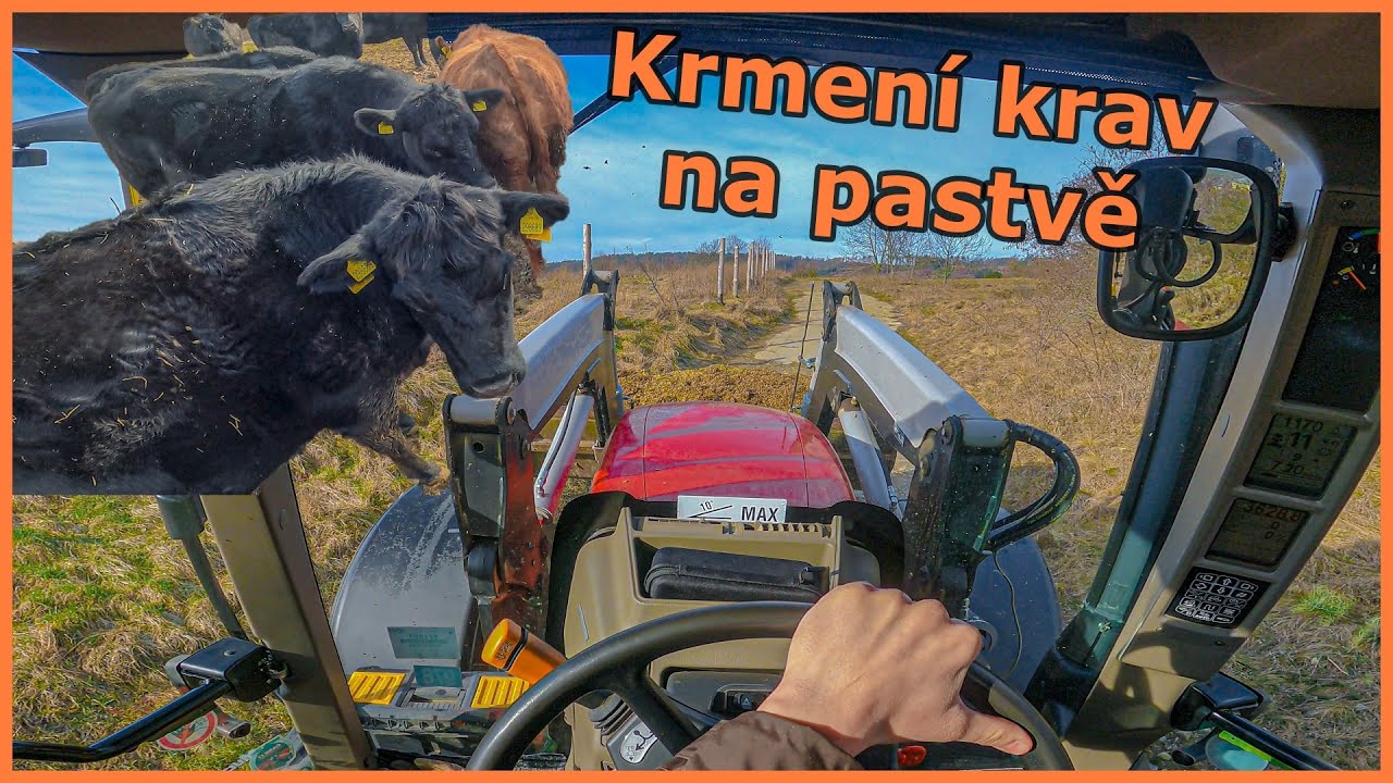 POV/GoPro/driver view 🔴 Case IH Maxxum 140 👨‍🌾 Dovoz siláže na pastvu 🐄 Krmení krav