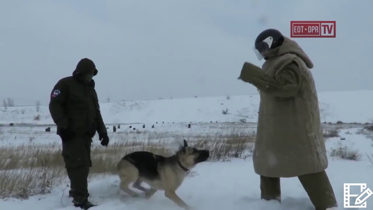 Worlds best Guard Dog of all time