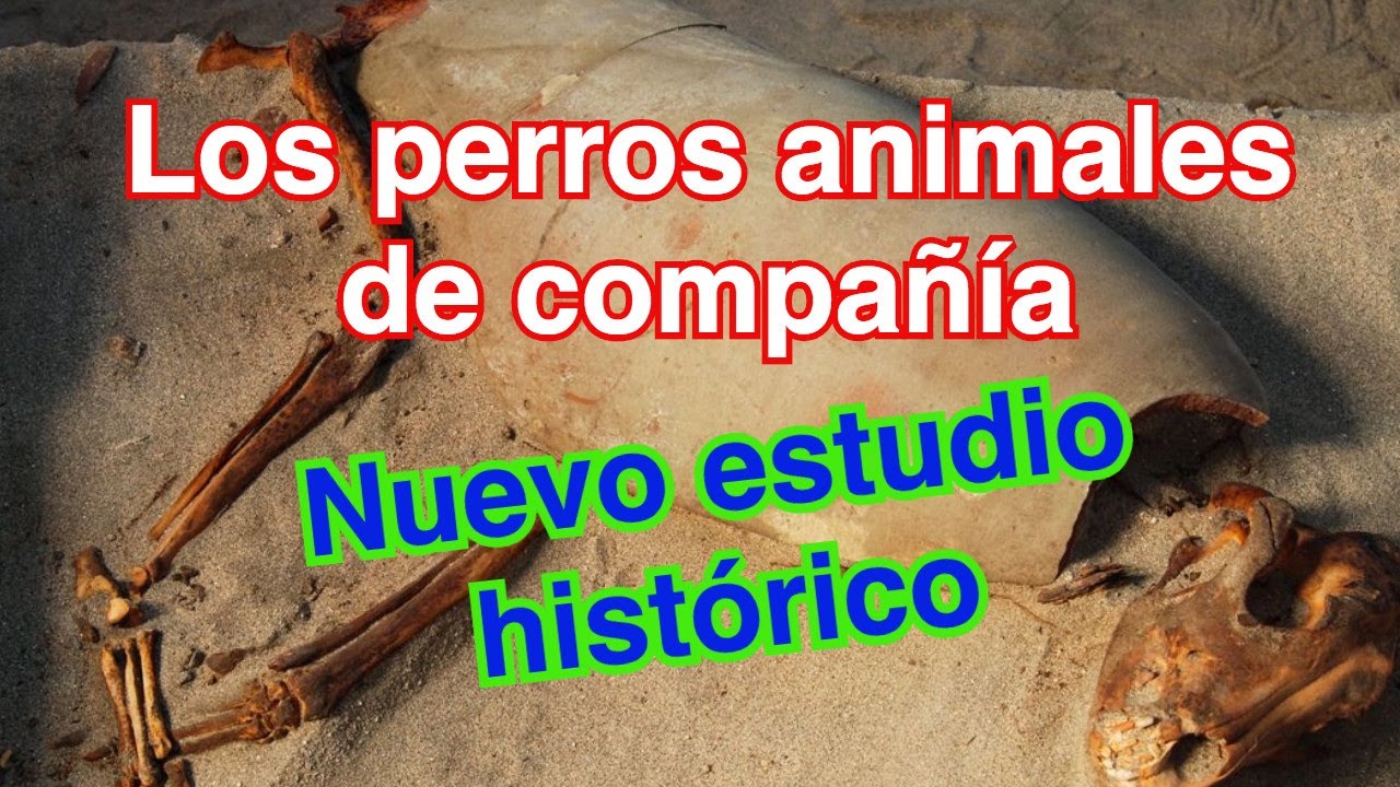 Los #perros eran #animales de compa&ntilde;&iacute;a. Nuevo estudio arqueol&oacute;gico demuestra que no solo trabajaban.