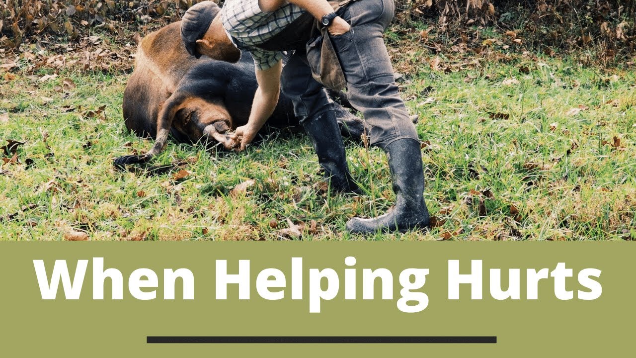Cow Delivery 101 | When Helping Hurts