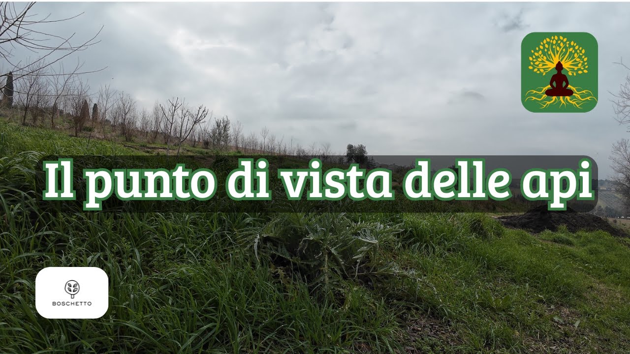 Il Boschetto visto dalle api 🐝 | Contemplazione dal cuore del Boschetto