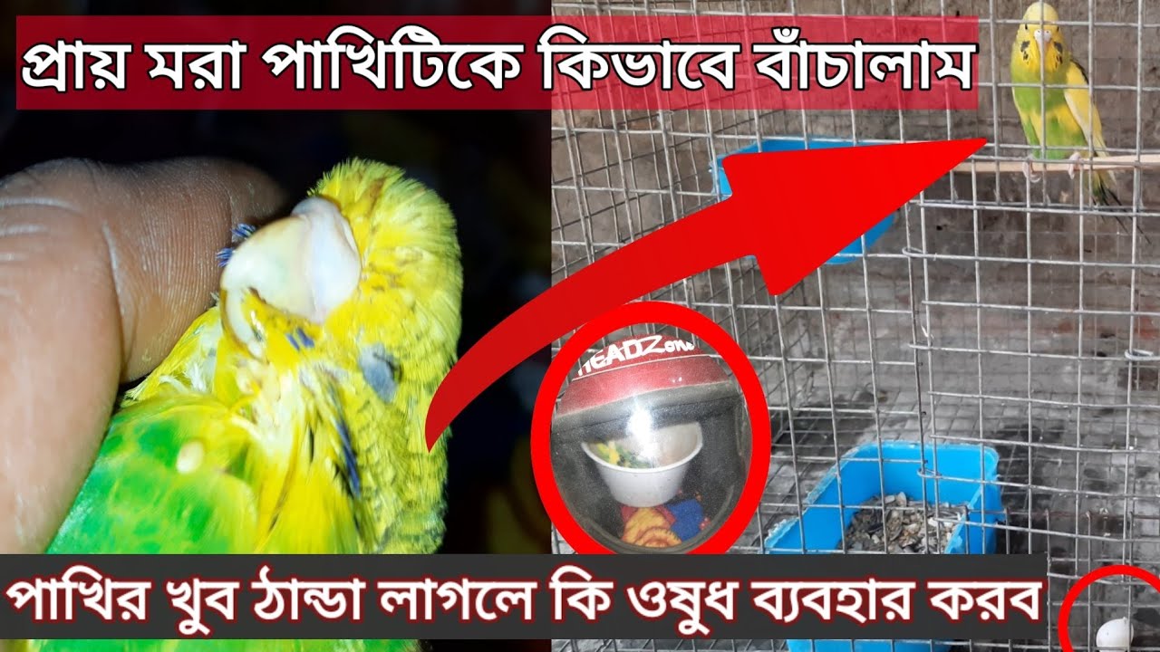 পাখির খুব ঠান্ডা লাগলে কি ওষুধ ব্যবহার করব??প্রায় মরে যাওয়া পাখিকে একরাতে ঠিক করলাম💞💞💞👍👍#budgies