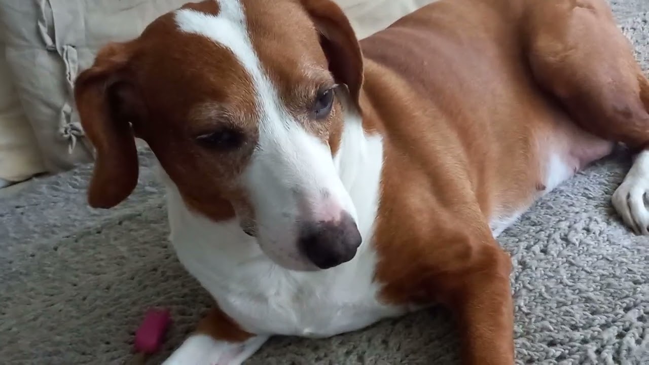 ASMR SUOMI- Koiran hellittelyä🐶