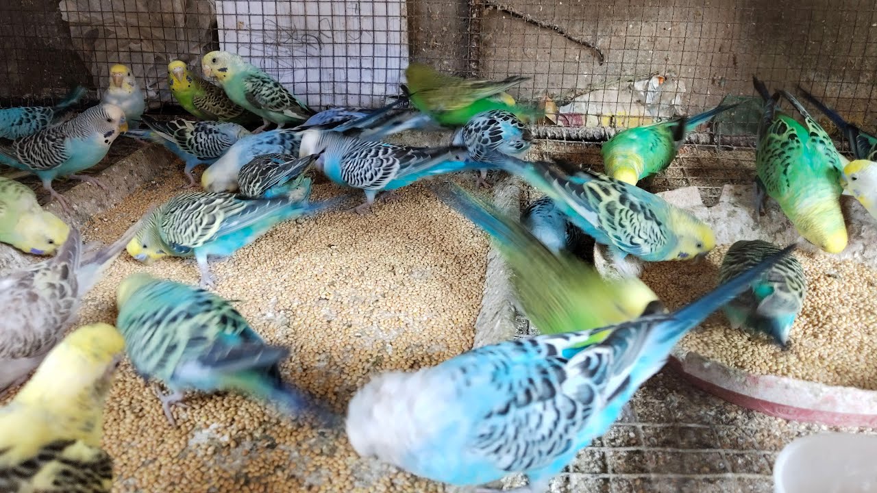 Ravi Birds is live!🤩