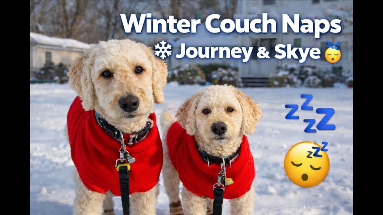 We Survived the Cold… Now We Nap 😂❄️🐾 | Journey & Skye Couch Snuggles