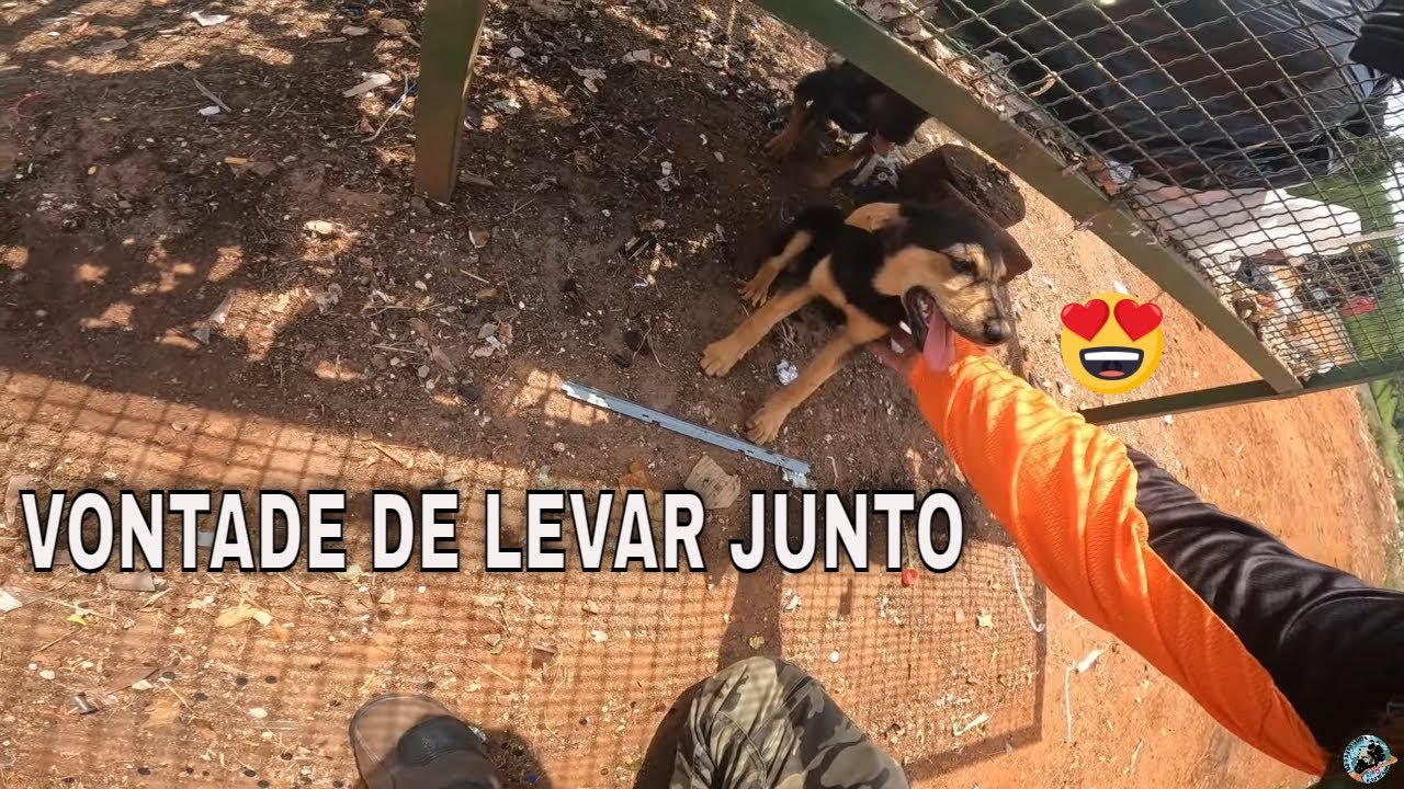 DESCOBRINDO O BRASIL EP50 - CACHORRINHOS ABANDONADOS NA ESTRADA