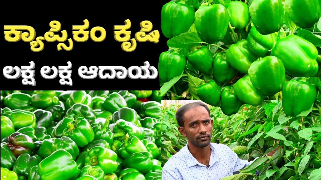 CAPSICUM FARMING | ಕ್ಯಾಪ್ಸಿಕಂ ಕೃಷಿ ಮಾಡಿ ಲಕ್ಷ ಲಕ್ಷ ಆದಾಯ ಗಳಿಸಿದ ಯುವ ರೈತ | ದೊಣ್ಣೆ ಮೆಣಸಿನ ಕಾಯಿ ಬೆಳೆ