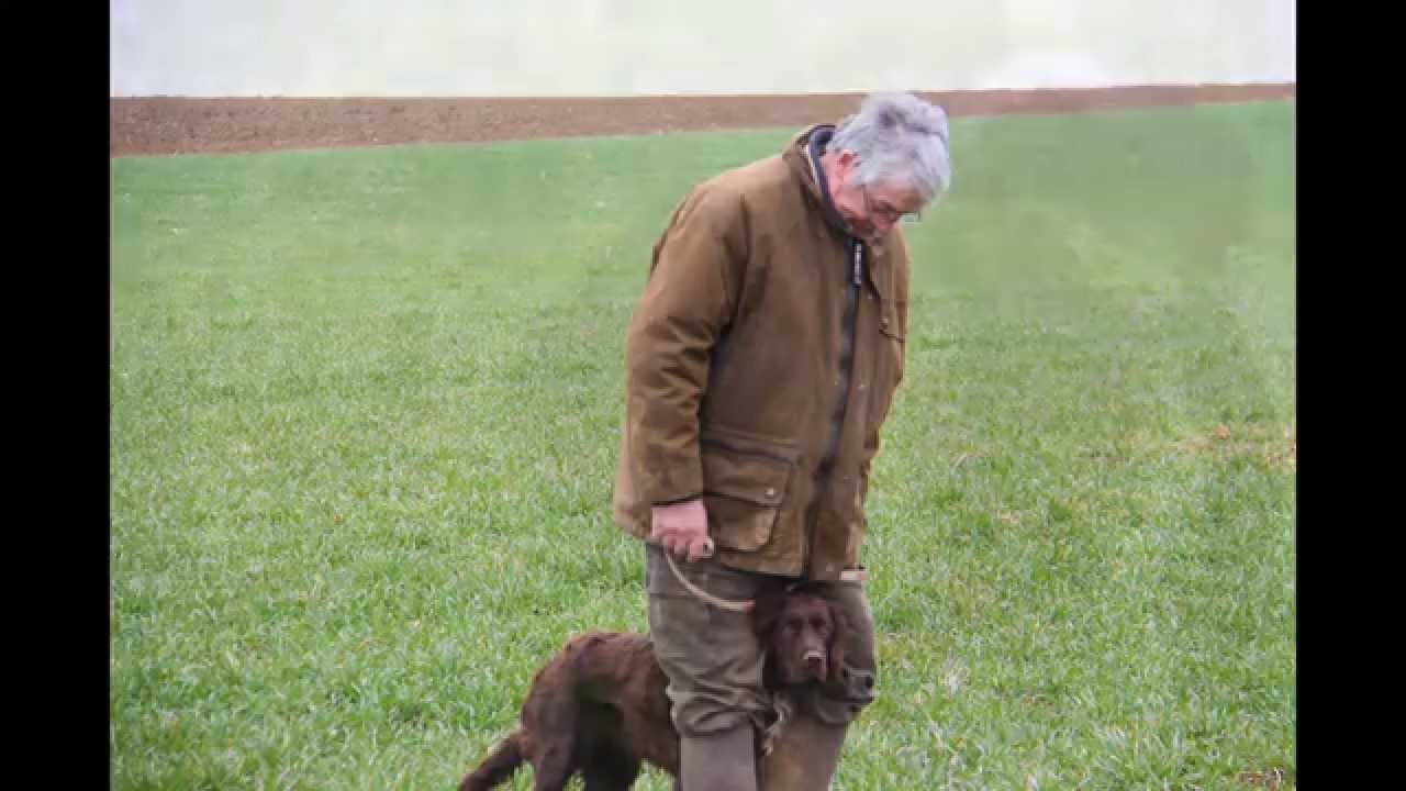 MENEE A VOIX WACHTELHUND 2013