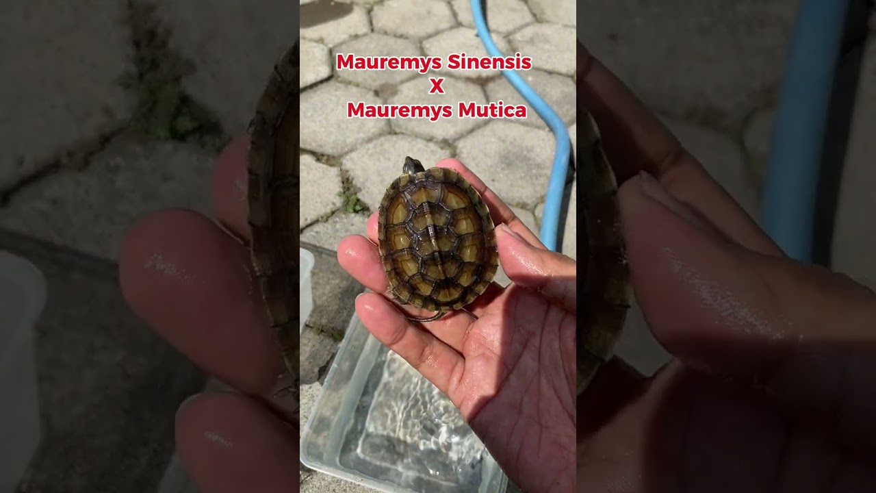 Mauremys Sinensis X Mauremys Mutica