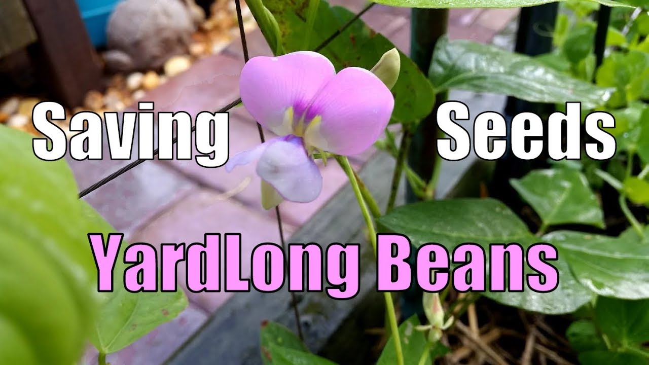 Saving Yardlong Bean Seeds (Long Beans)