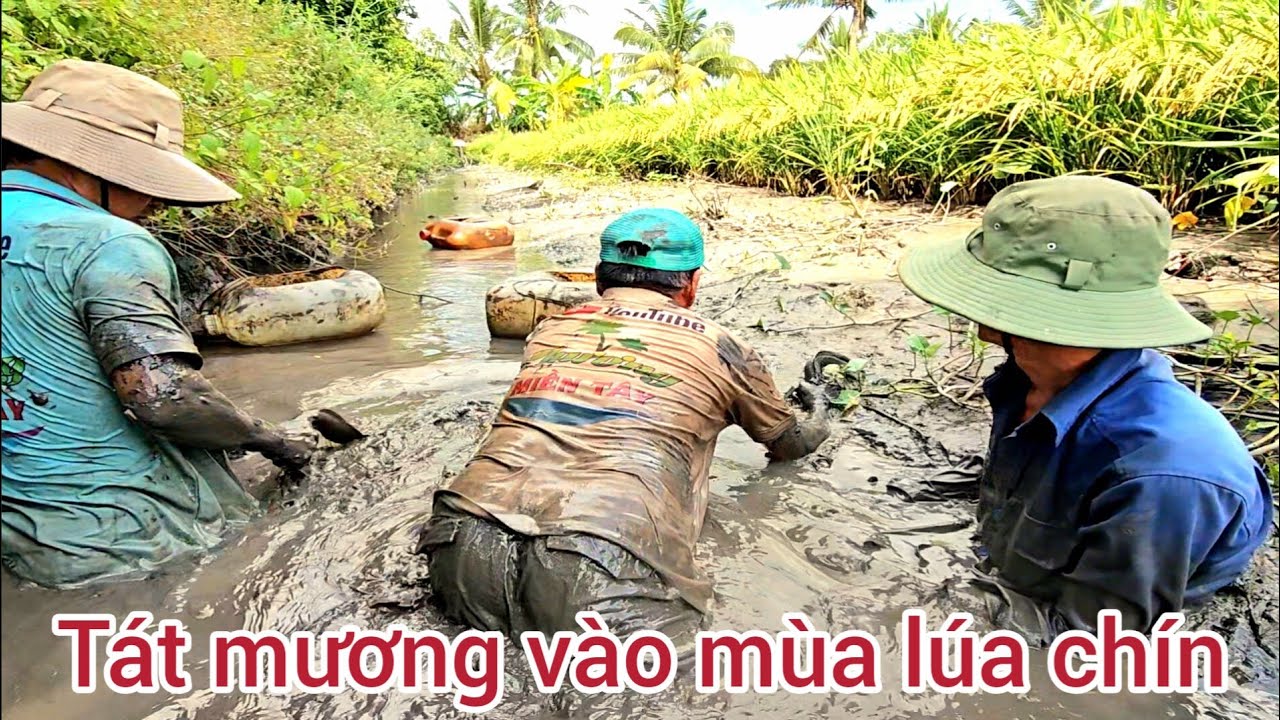 17 l Tát mương bắt cá vào mùa lúa chín l fishing