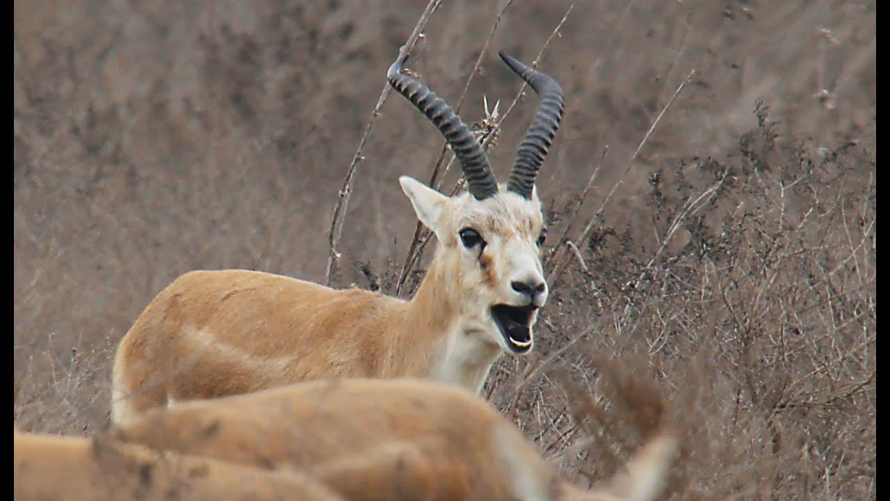 Джейран (Gazella subgutturosa) - Goitered gazelle | Film Studio Aves