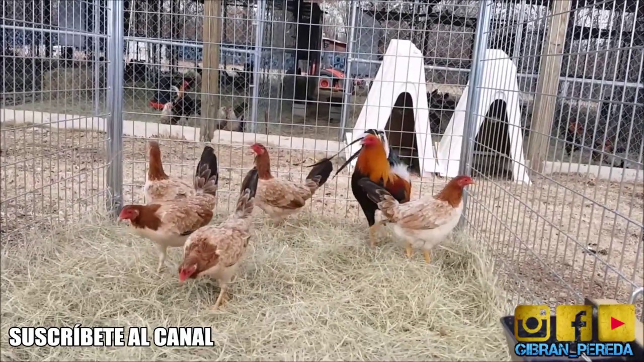 VÍDEO NUEVO. CORRALES DE CRÍA DE GUESS FARM . NEW VIDEO GUESS FARM BROOD PENS
