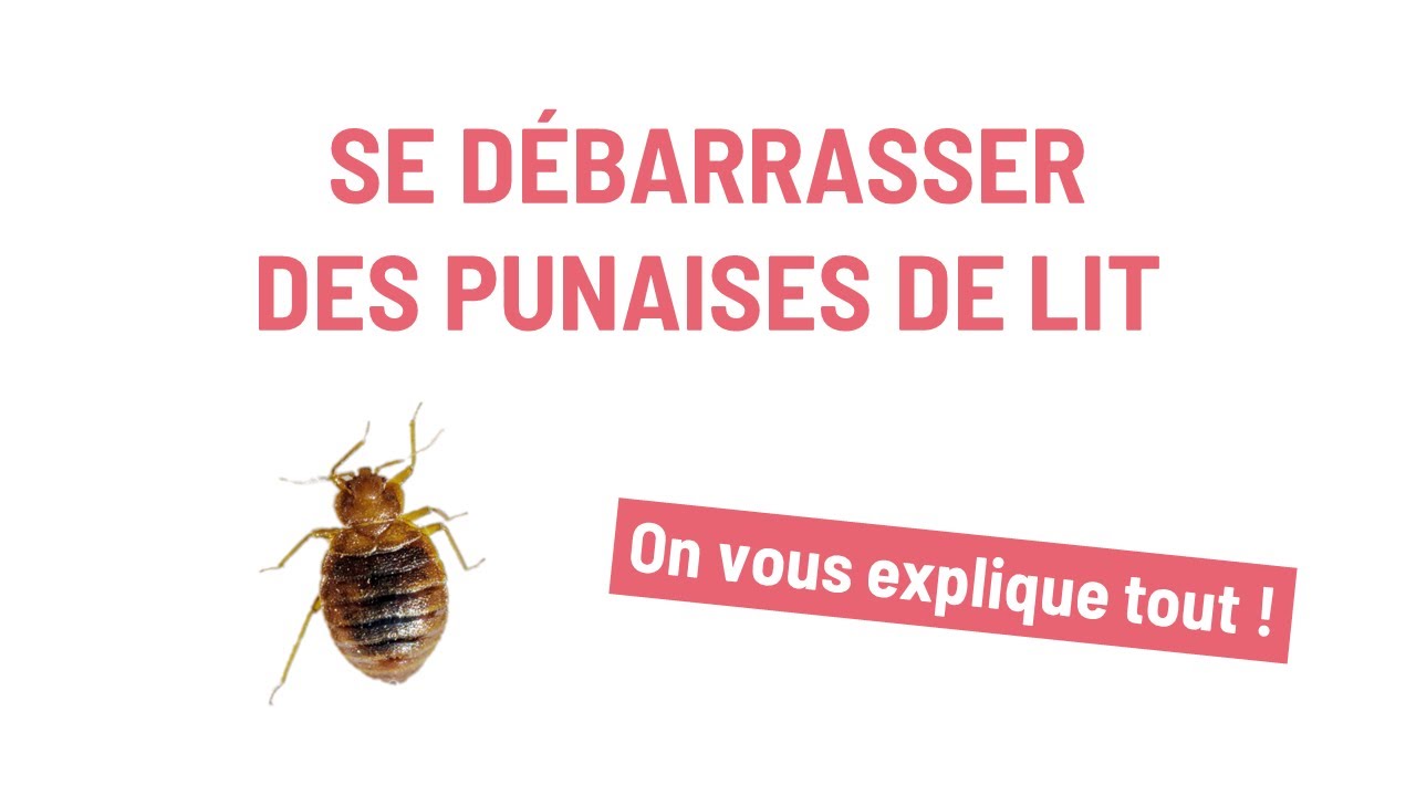 Prévenir ou se débarrasser des punaises de lit