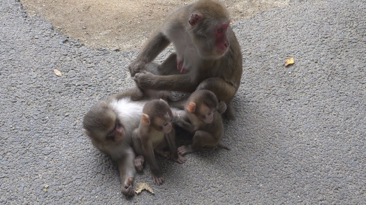 [#07] 高崎山自然動物園 二頭を育てる母ザル 9月下旬